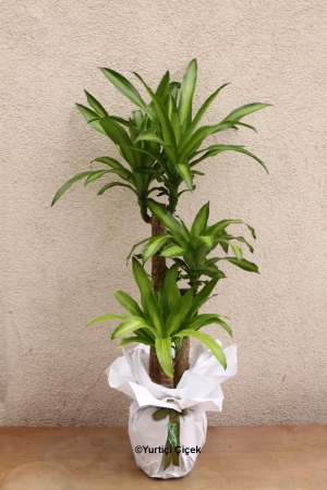 Massengena Plant 2